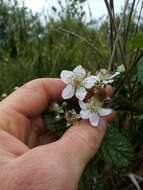 Image of Rubus conjungens (Bab.) Warren