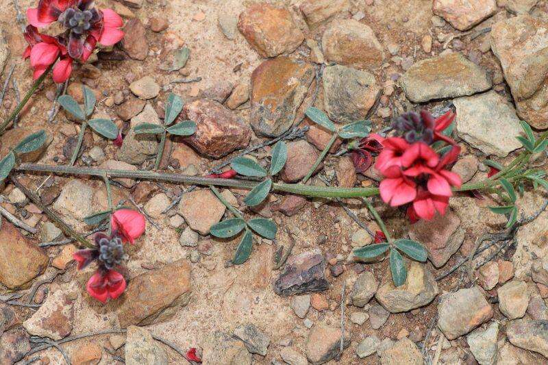 Imagem de Indigofera heterophylla Thunb.