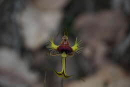 Image of Butterfly orchid