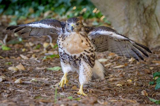 Image of Eastern Red-tailed Hawk