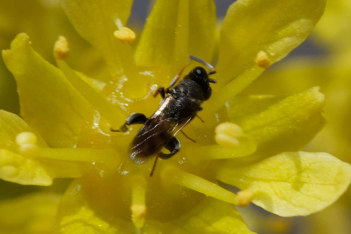 Image of Haltichella rufipes (Olivier 1791)