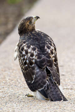 Image of Eastern Red-tailed Hawk