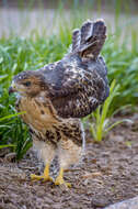 Image of Eastern Red-tailed Hawk