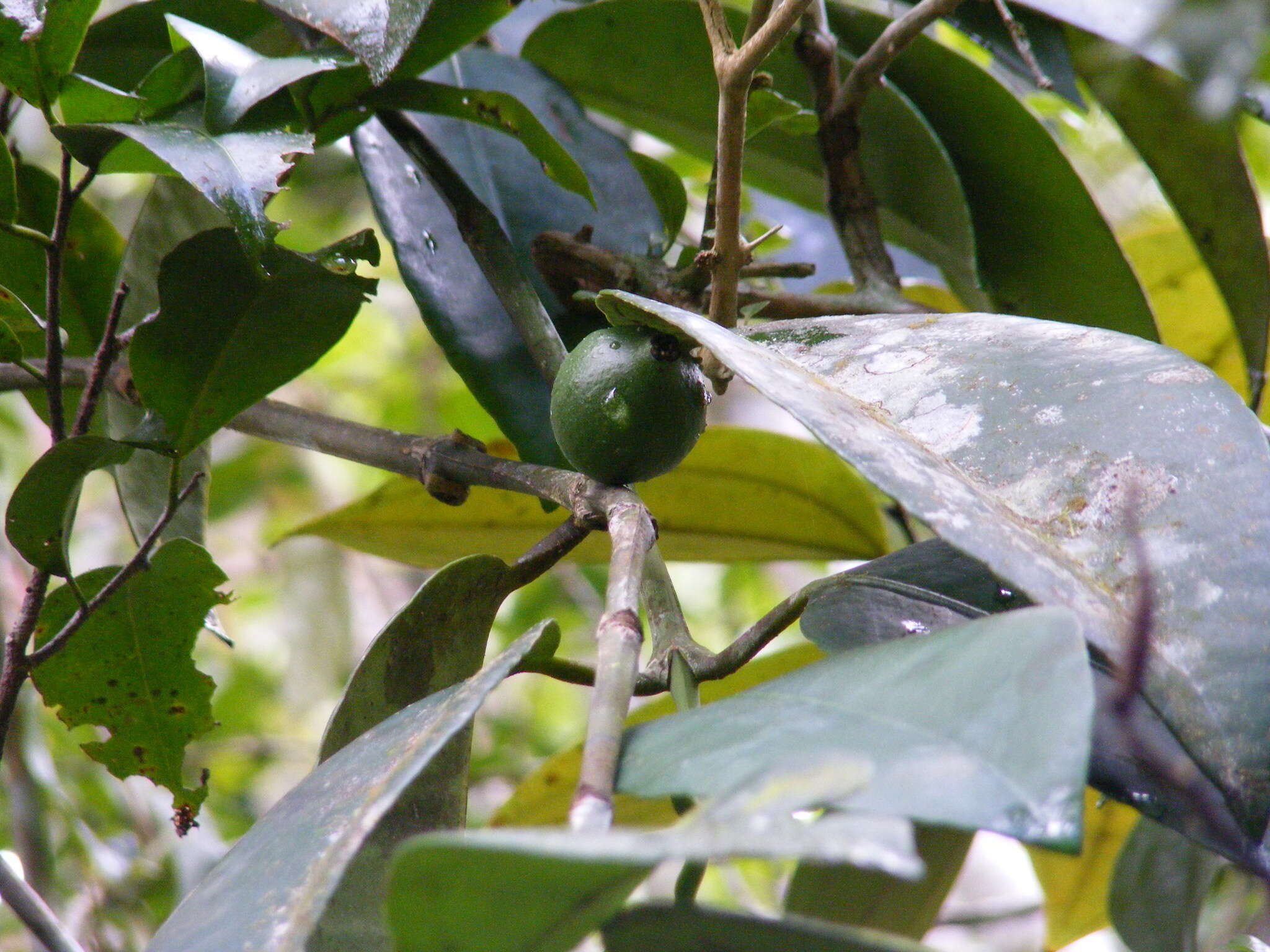 Image of Garcinia humilis (Vahl) C. D. Adams