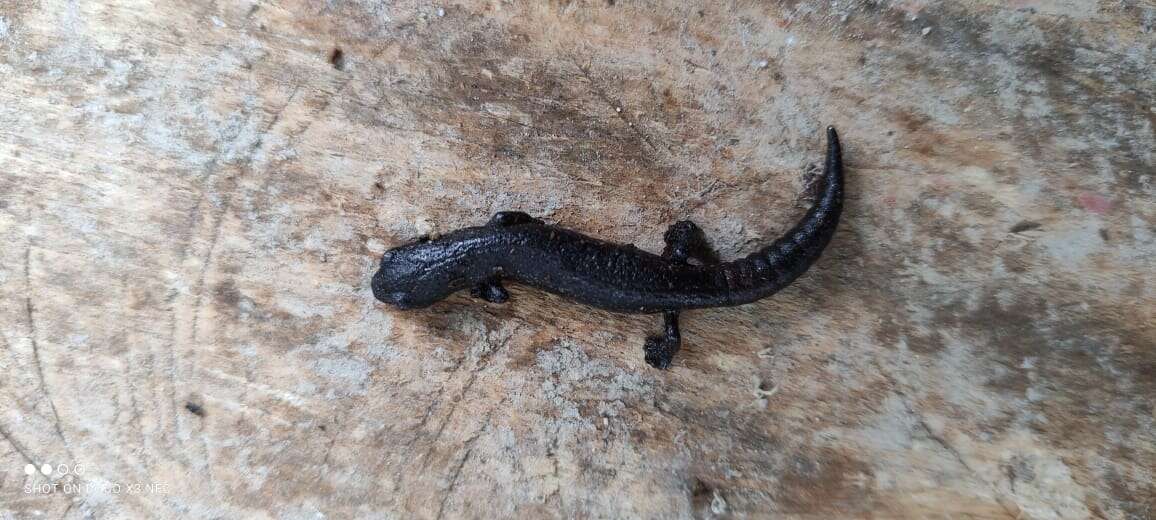 Image of Bolitoglossa hartwegi Wake & Brame 1969