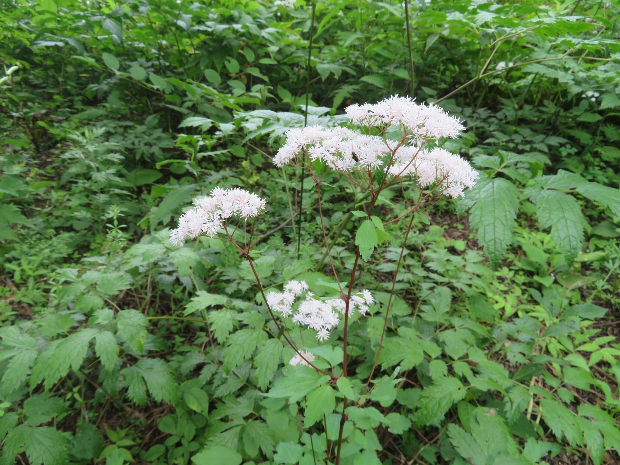 Sivun Thalictrum tuberiferum Maxim. kuva