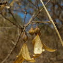 Image of Rapona tiliifolia (Bak.) Verdcourt