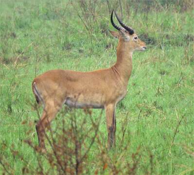 Image of Uganda Kob