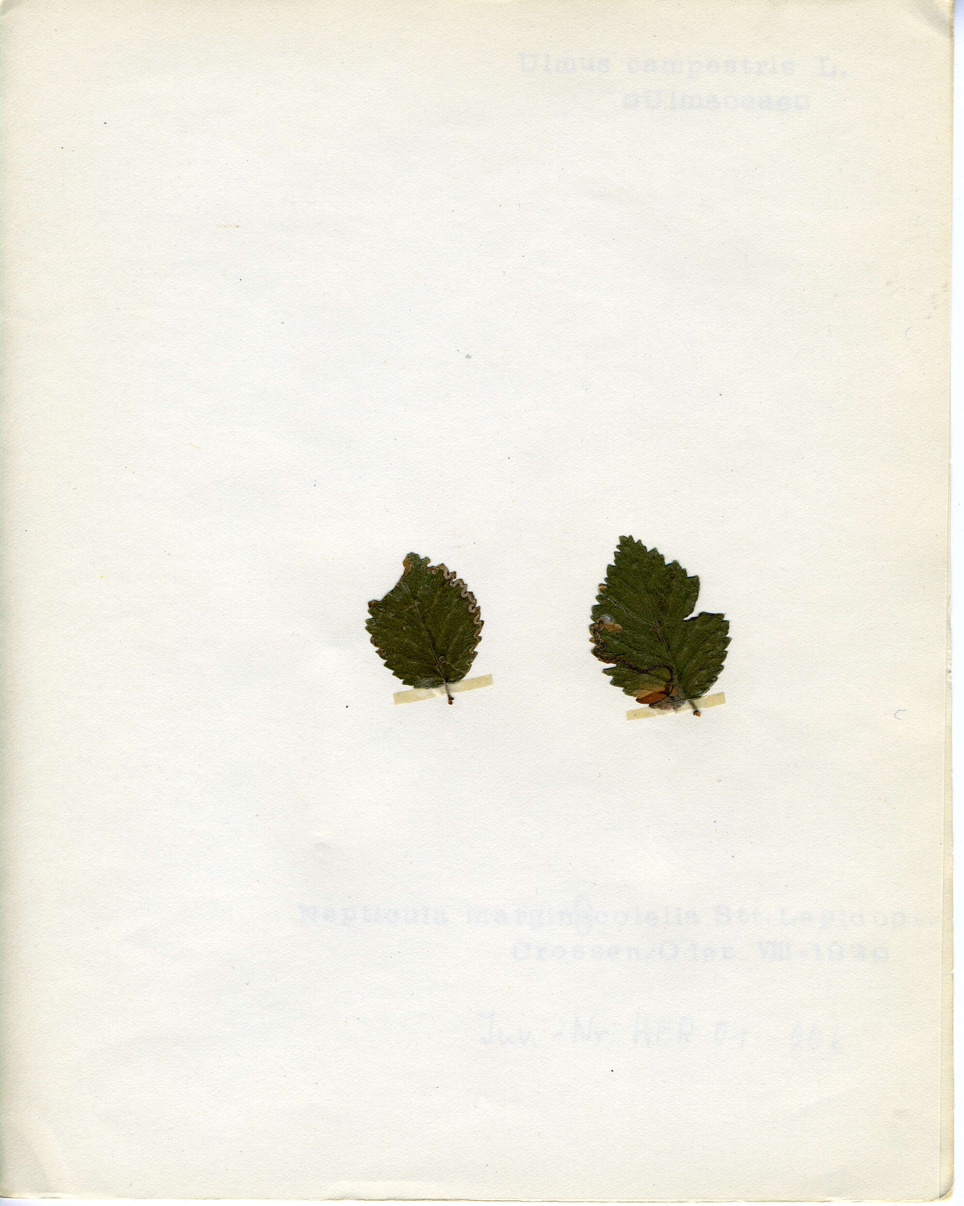 Image of Stigmella lemniscella (Zeller 1839) van Nieukerken 1986