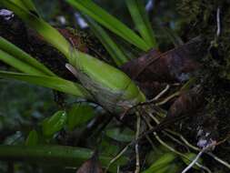 Image of Encyclia granitica (Lindl.) Schltr.