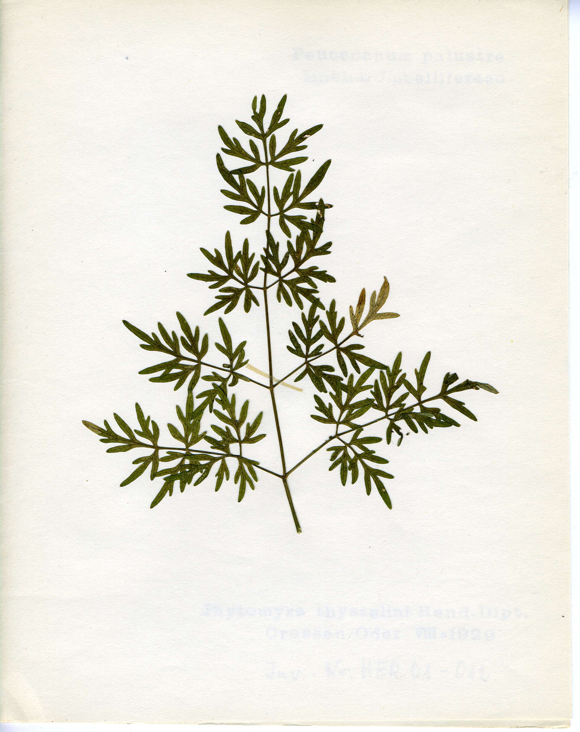 Image of Peucedanum palustre