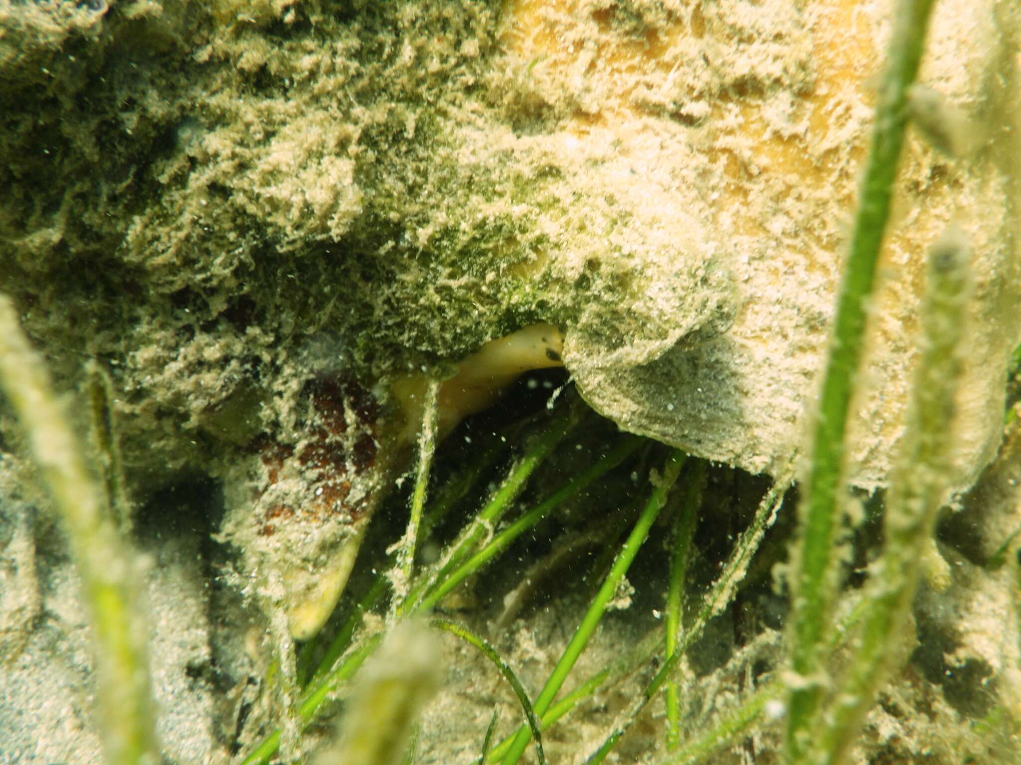 Image of Pink Conch