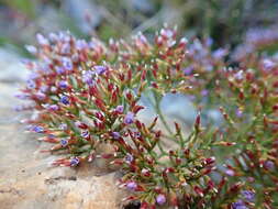 Imagem de Limonium scabrum (Thunb.) Kuntze