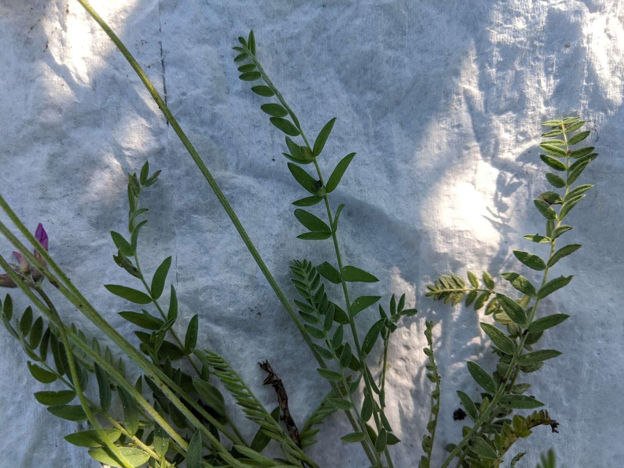 Image of <i>Oxytropis campestris</i> var. <i>davisii</i> S. L. Welsh