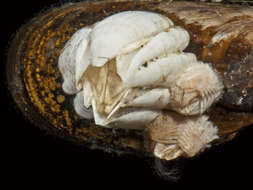 Image of wart barnacle