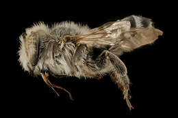 Image of Megachile townsendiana Cockerell 1898