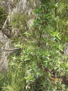 Image of Cliffortia ilicifolia var. cordifolia (Lam.) Harv.