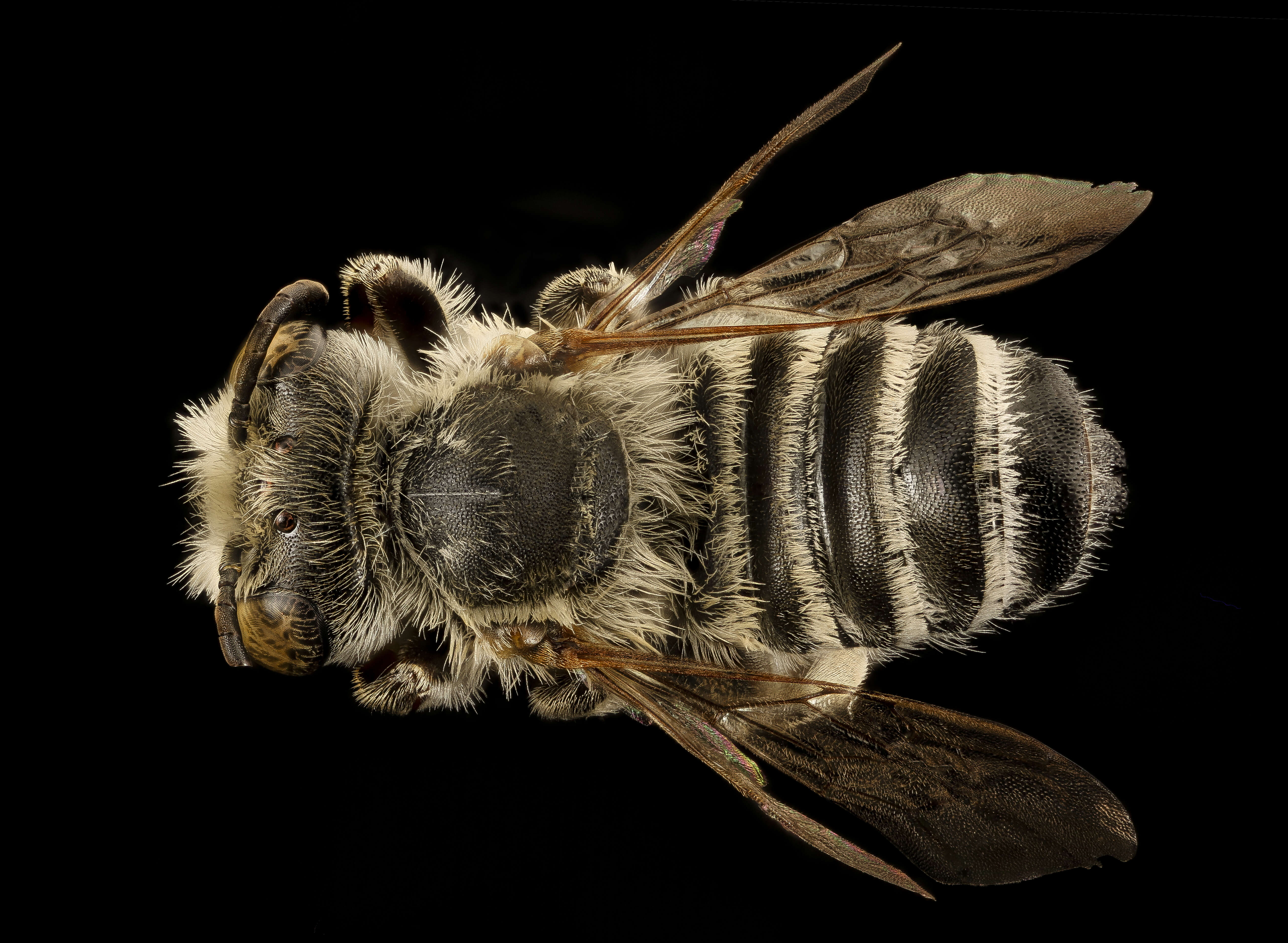 Image of Megachile townsendiana Cockerell 1898