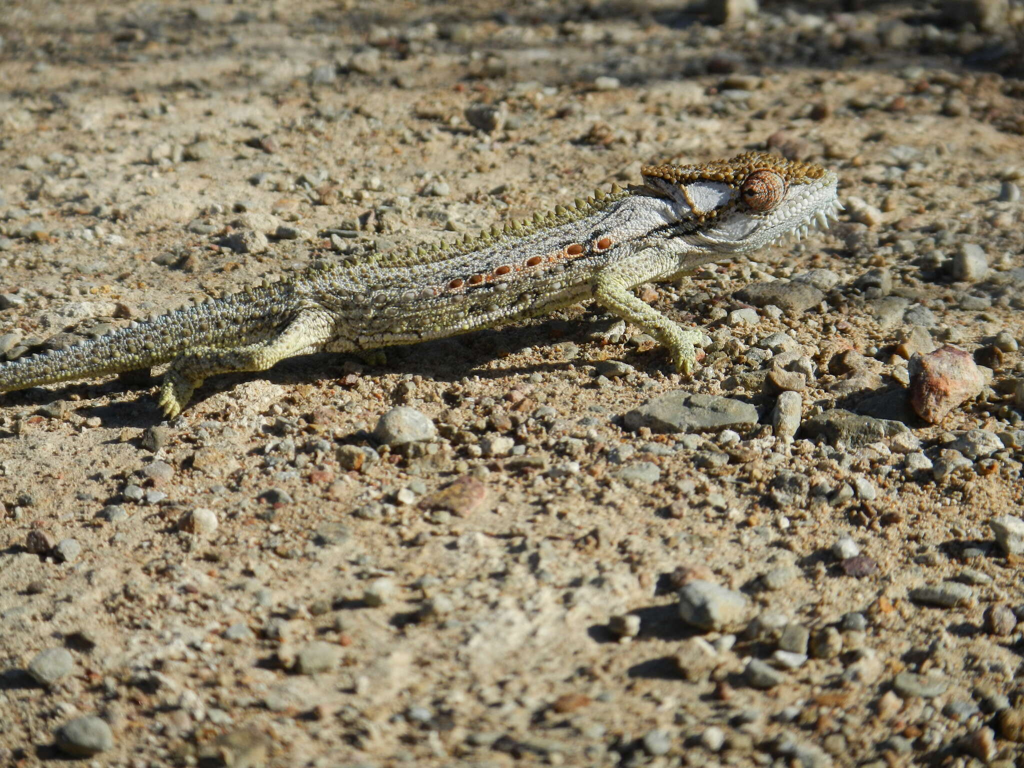 Image of Robertson Dwarf Chameleon