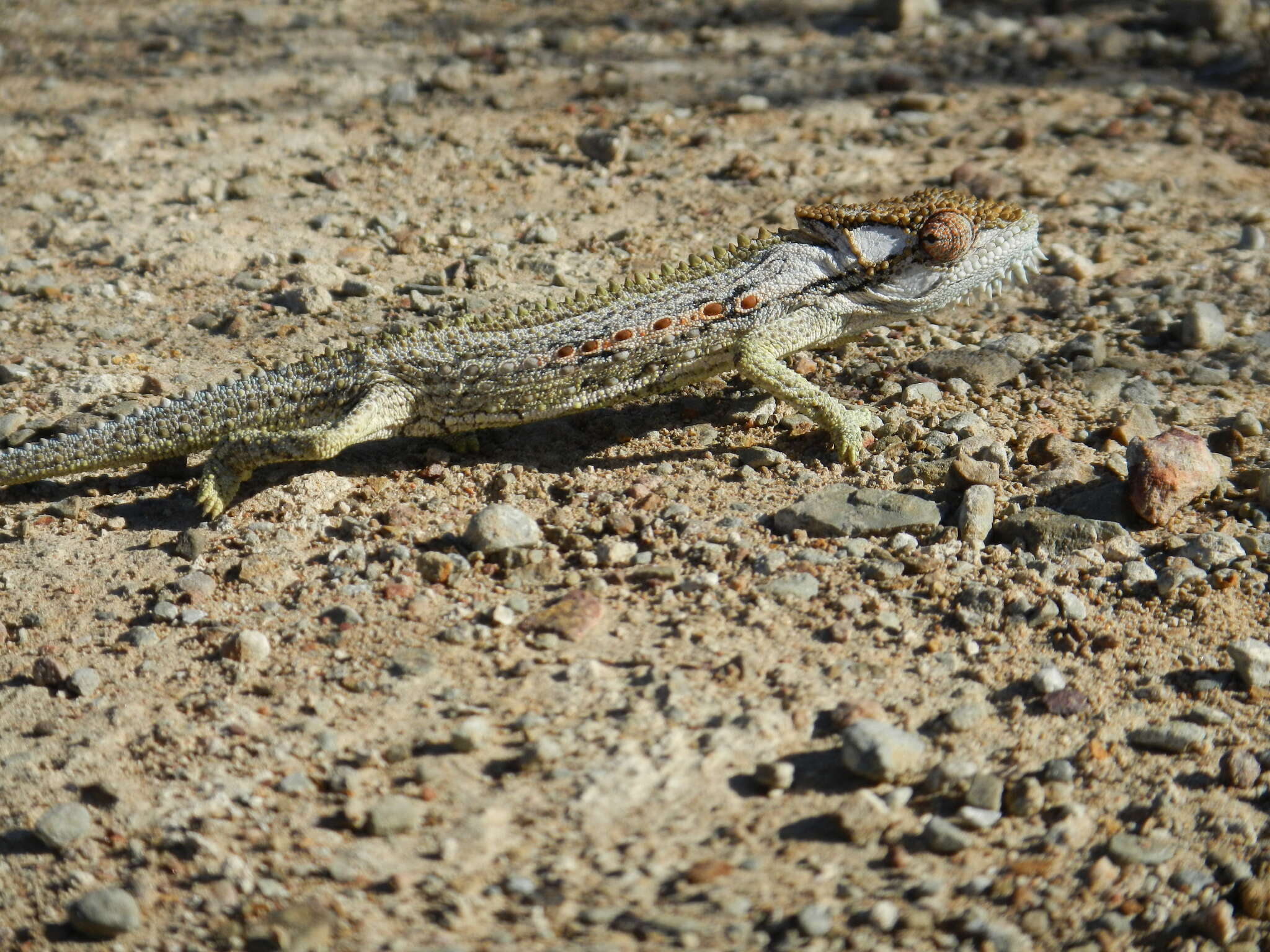 Bradypodion gutturale (Smith 1849)的圖片