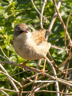 Image de Curruca conspicillata orbitalis (Wahlberg 1854)