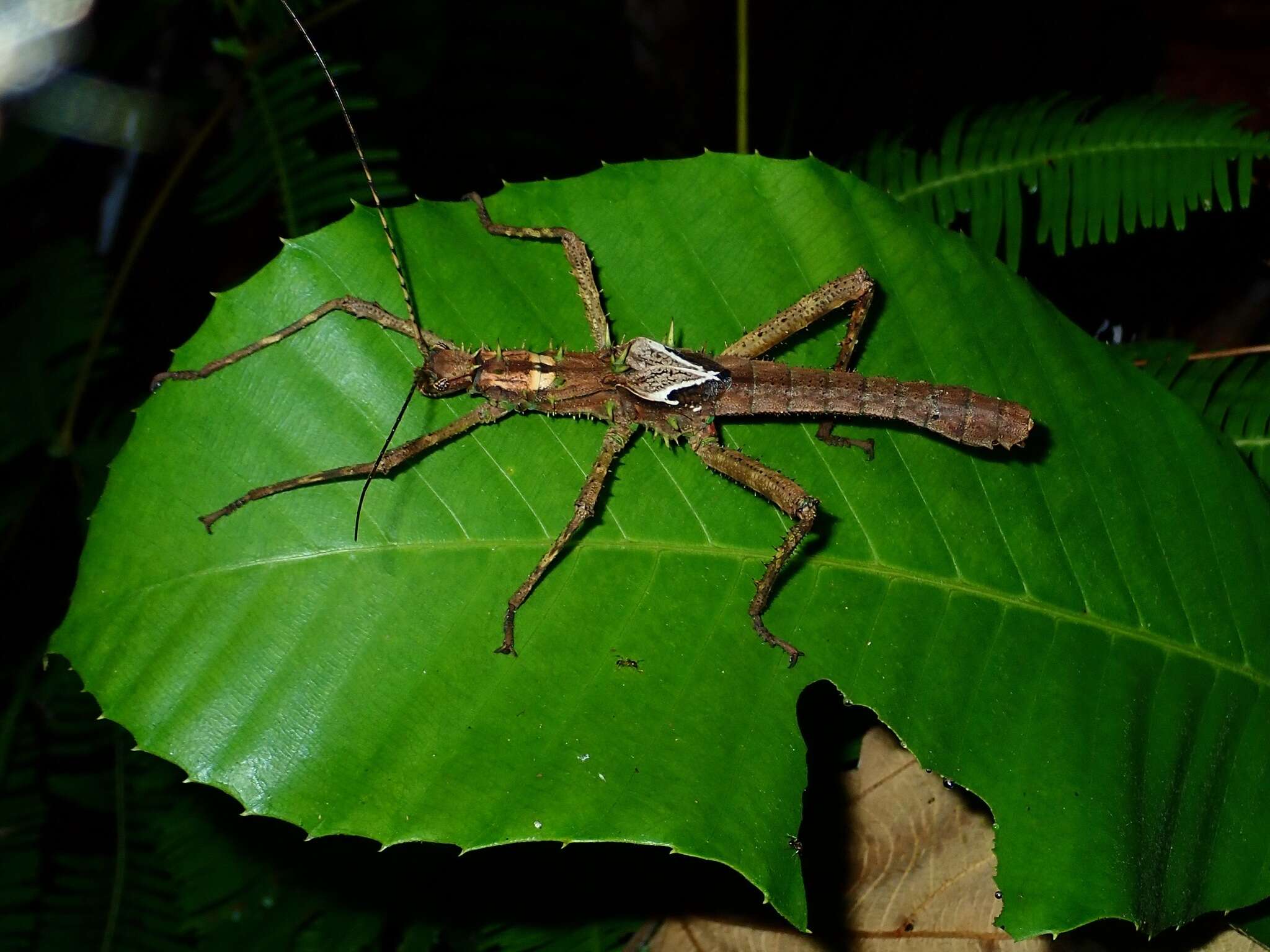 Image of Haaniella echinata (Redtenbacher 1906)