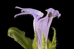 Image of blue cardinal flower