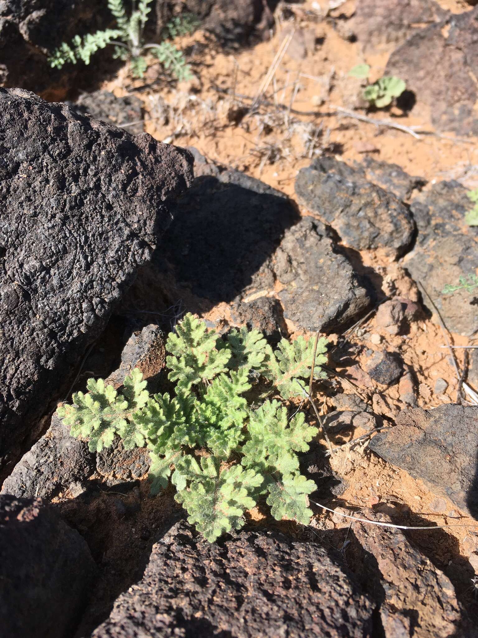 Image de Hedosyne ambrosiifolia (A. Gray) Strother