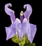 Image of blue cardinal flower