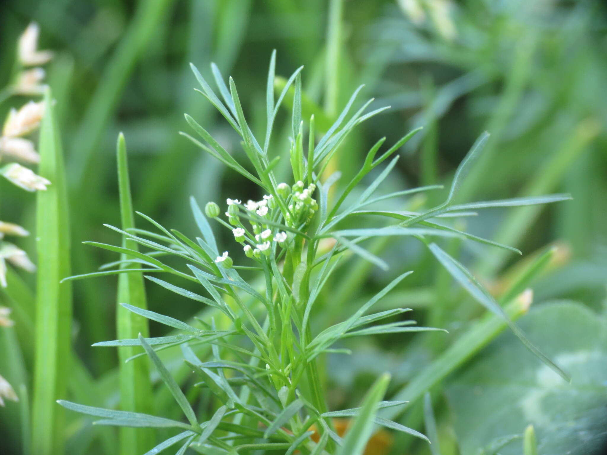 Image of marsh parsley