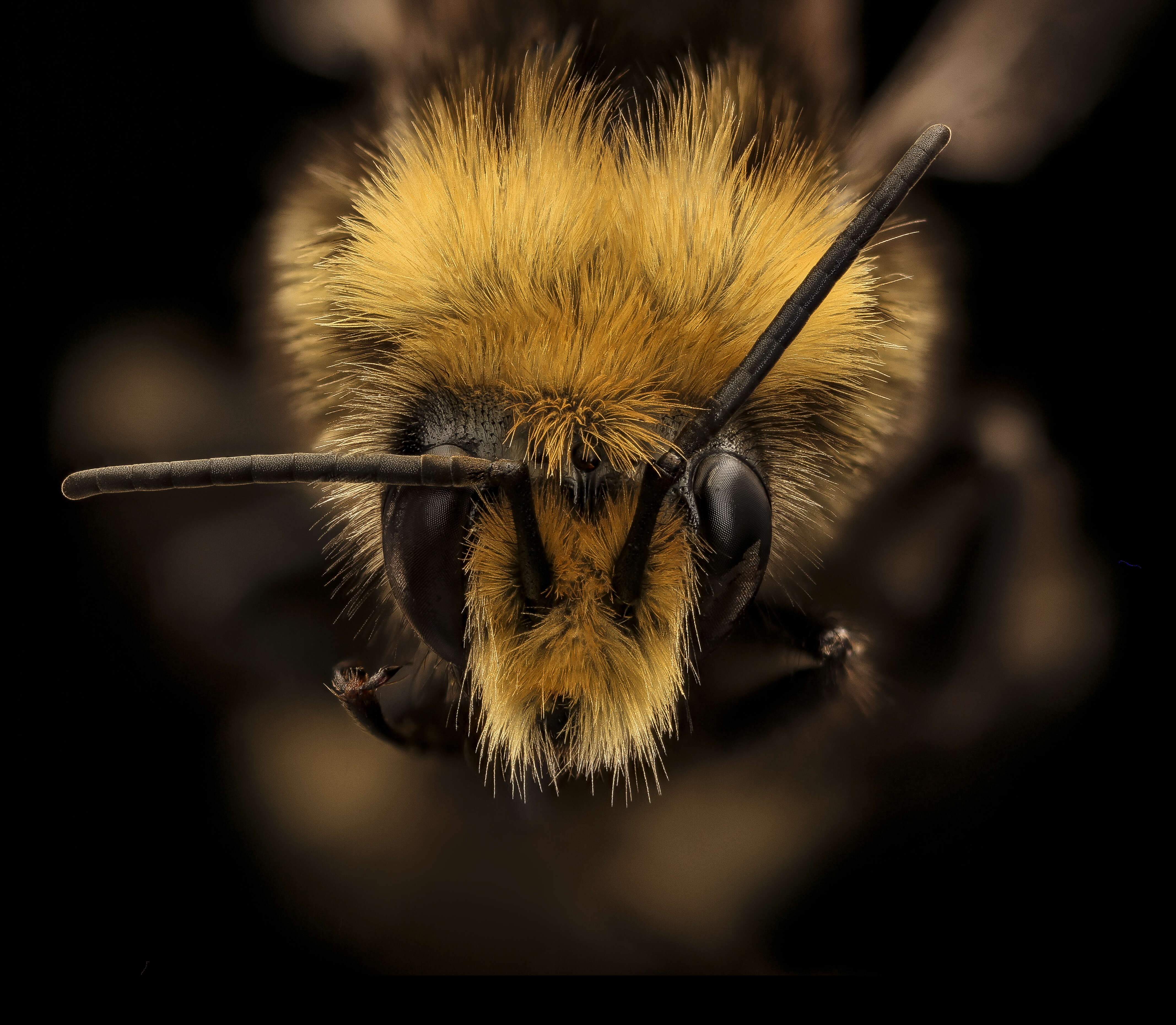 Image of Vosnesensky Bumble Bee