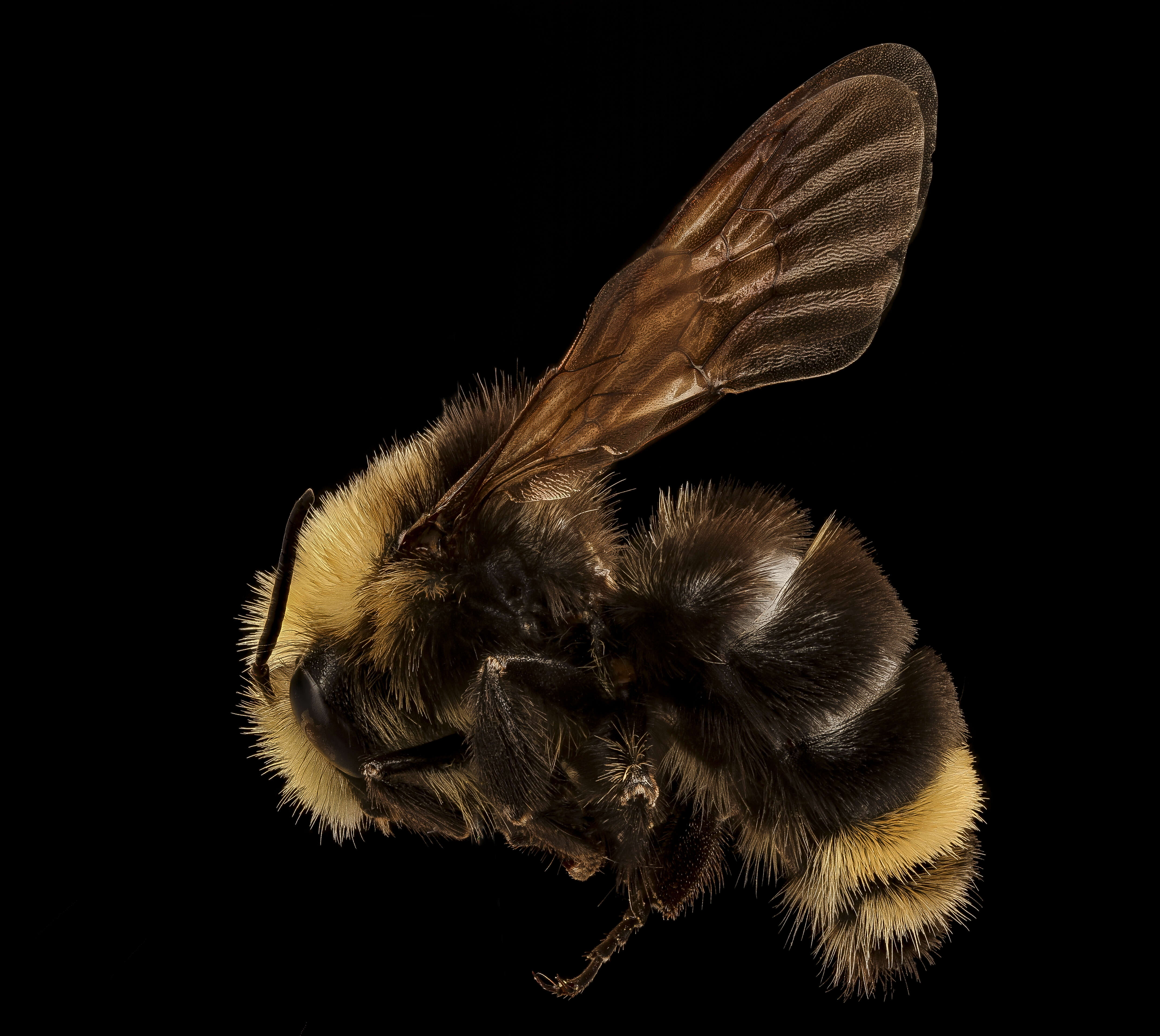 Image of Vosnesensky Bumble Bee