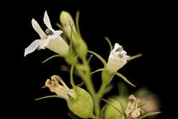 Image of Indian-tobacco