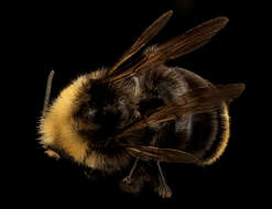 Image of Vosnesensky Bumble Bee