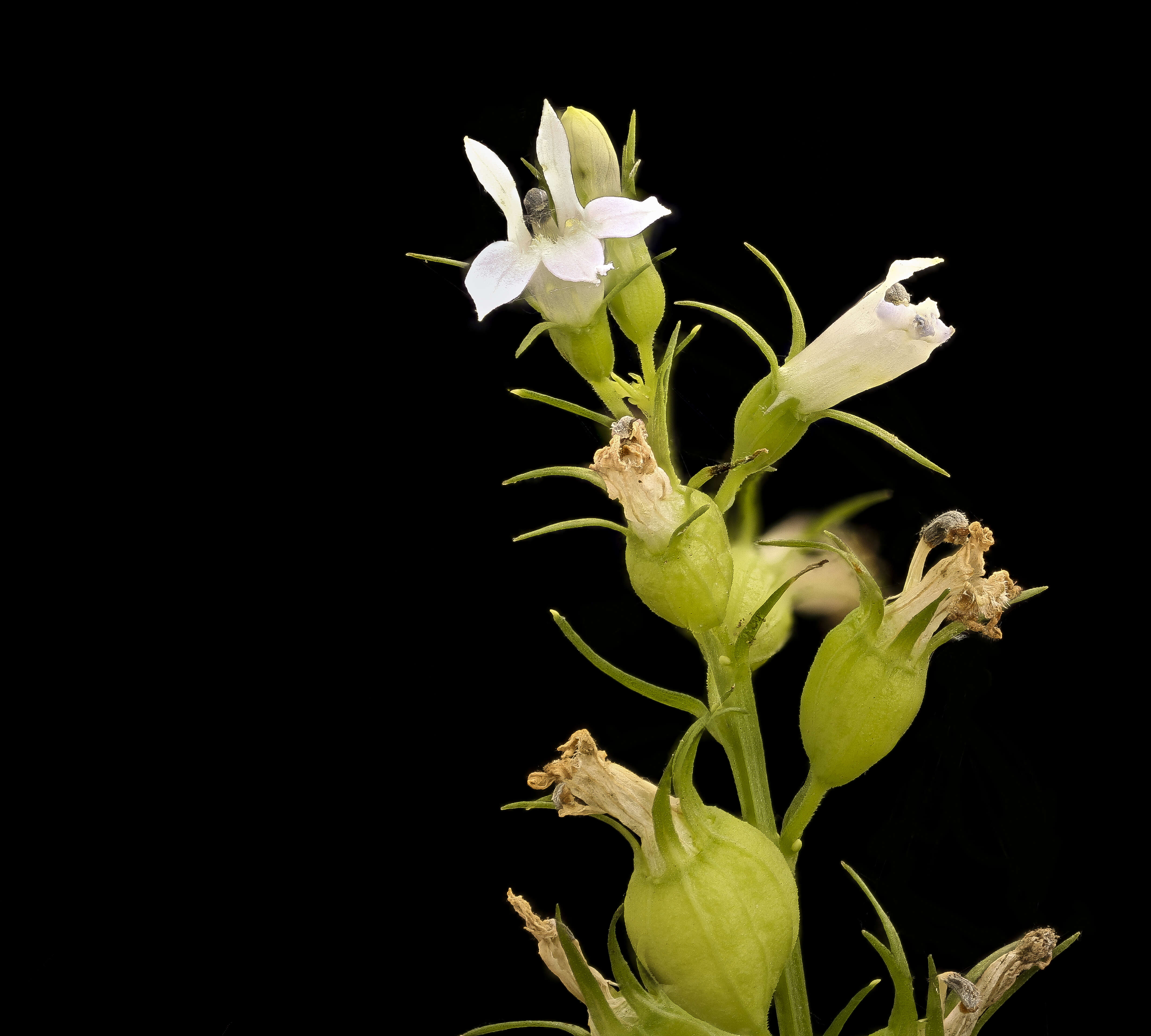 Image of Indian-tobacco