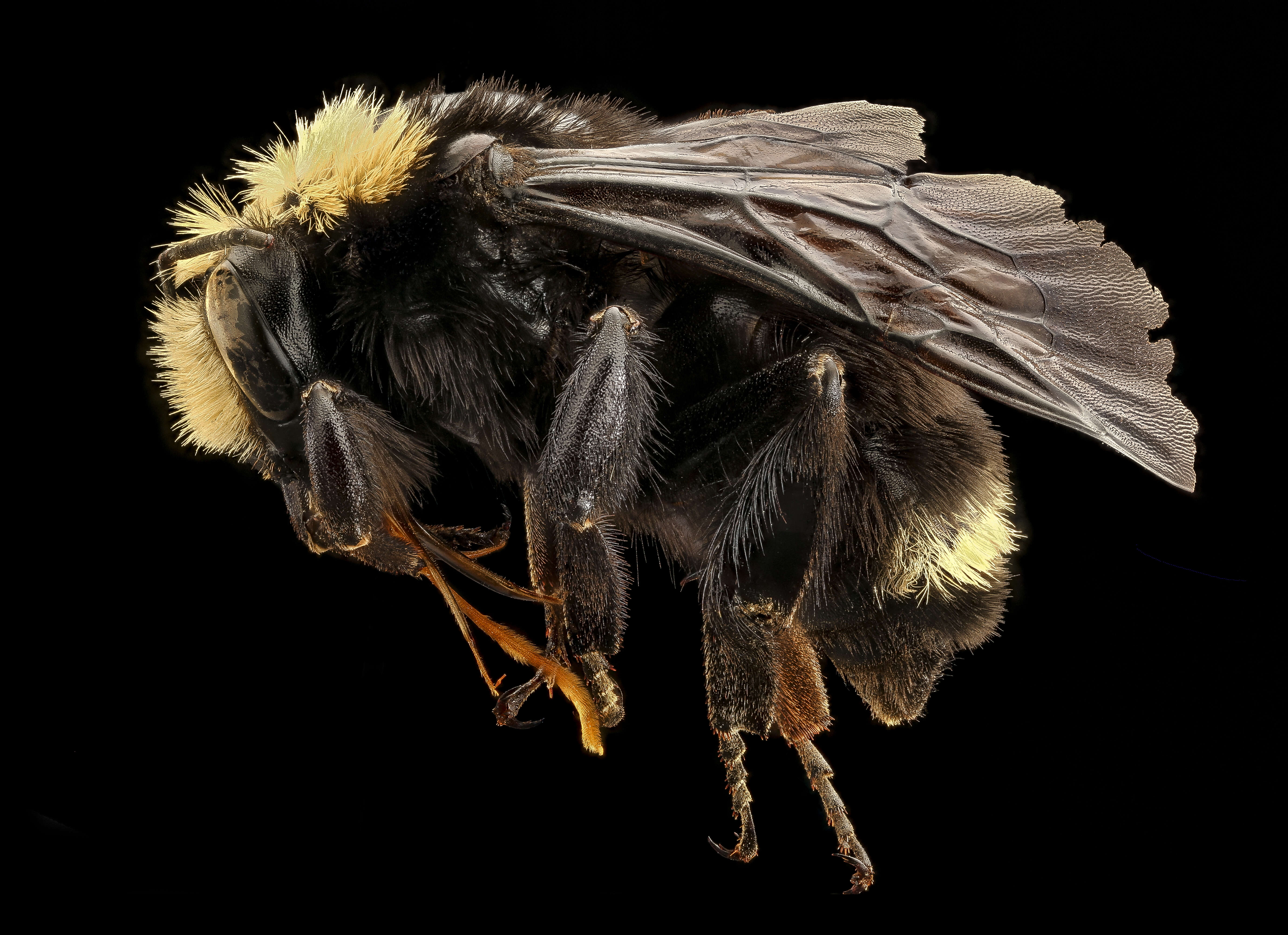 Слика од Bombus vosnesenskii Radoszkowski 1862