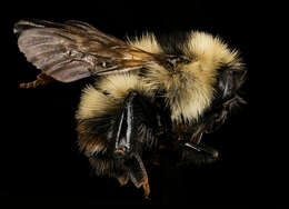 Image of Red-belted Bumble Bee