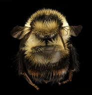 Image of Red-belted Bumble Bee