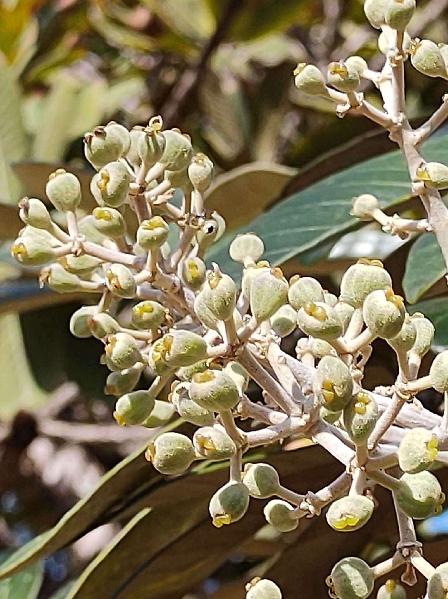 Image of Schefflera macrocarpa (Cham. & Schltdl.) Frodin