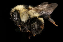 Image of Red-belted Bumble Bee