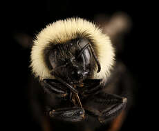 Image of Red-belted Bumble Bee