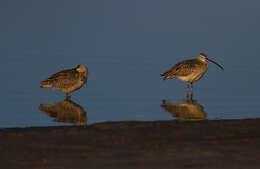 Image of Long-billed Curlew