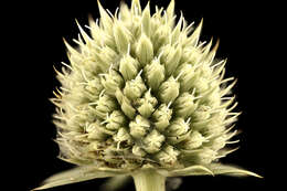 Imagem de Eryngium yuccifolium Michx.