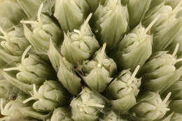 Imagem de Eryngium yuccifolium Michx.