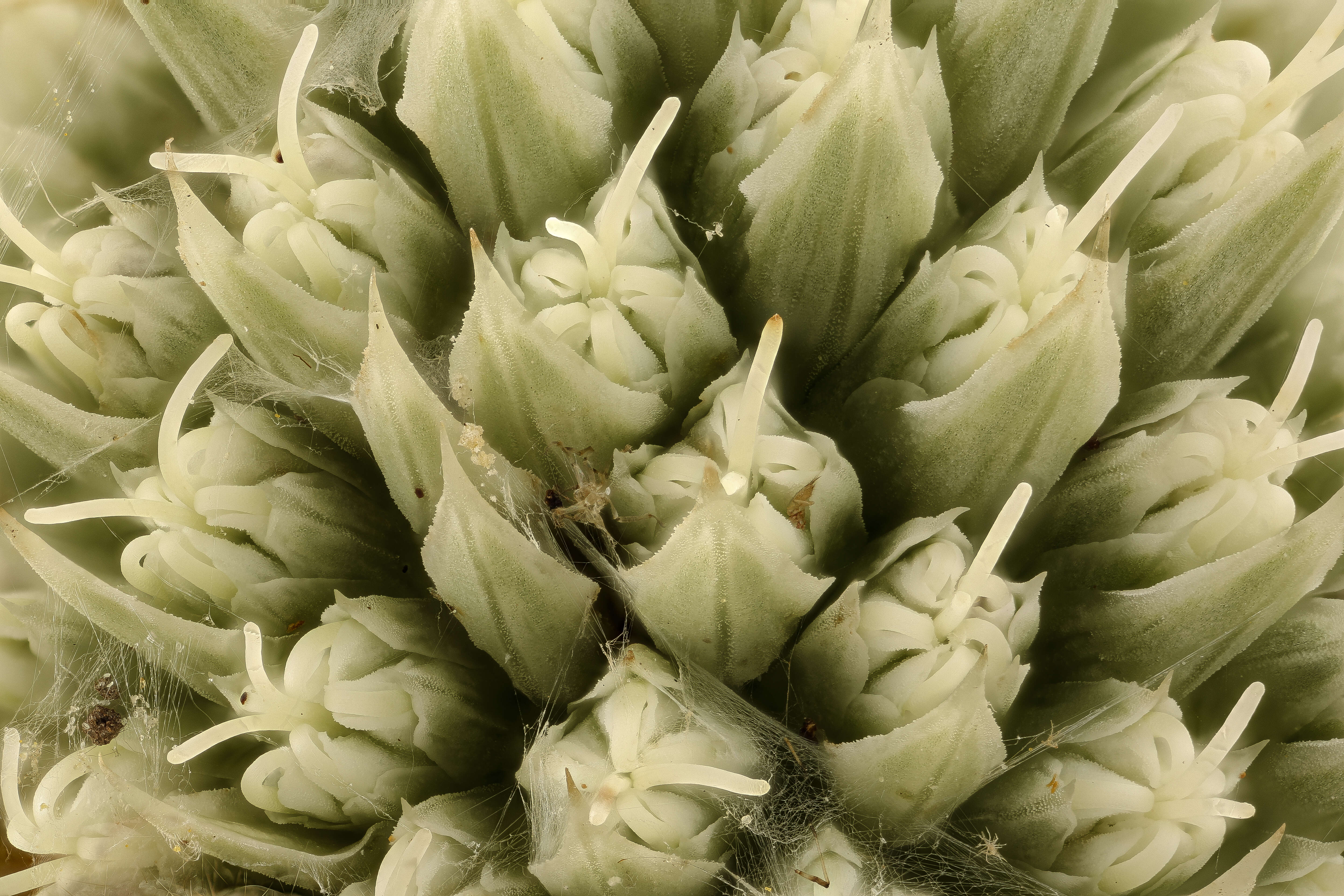 Imagem de Eryngium yuccifolium Michx.