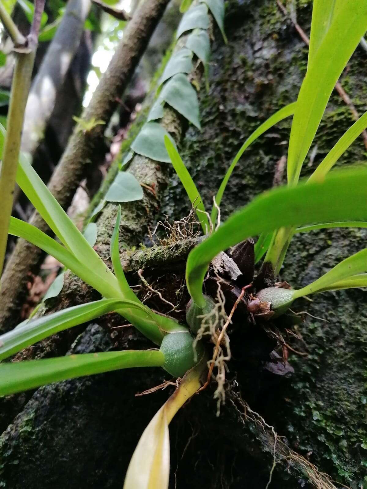 Maxillaria coccinea (Jacq.) L. O. Williams resmi