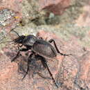 Image of Calosoma (Campalita) chlorostictum chlorostictum Dejean 1831