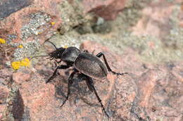 Image of Calosoma (Campalita) chlorostictum chlorostictum Dejean 1831