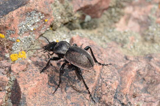 صورة Calosoma (Campalita) chlorostictum chlorostictum Dejean 1831