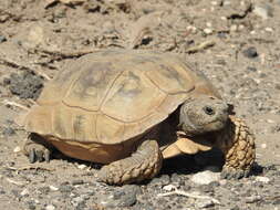 Image of Chilean Tortoise